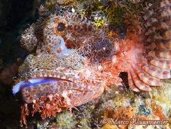 Raggy Scorpionfish portrait (Canon G9, Inon D2000w) by Marco Waagmeester 